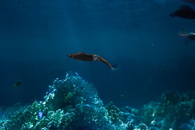 Salida Snorkel